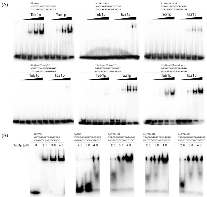 Fig 5. Teb1p binds effectively to a narrow range of DNA sequences. (A) Teb1p and Taz1p exhibit different requirements for binding to HisBox.