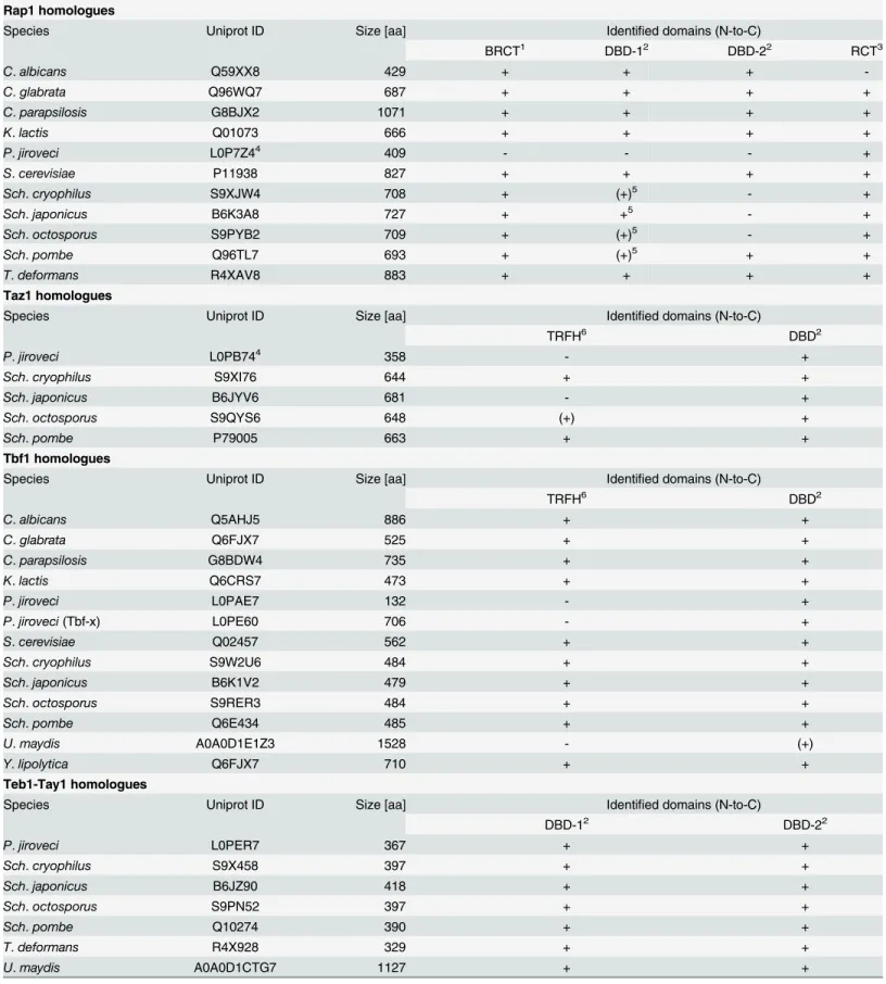 Table 2. List of putative telomere-binding proteins identified by in silico analysis of the corresponding fungal genomes (see also Fig 1).