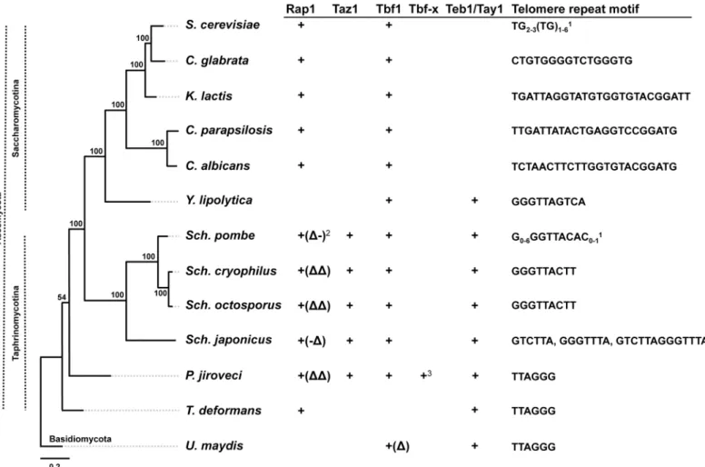 Fig 1. Distribution of various types of TBPs in phylogenetically distant yeast species