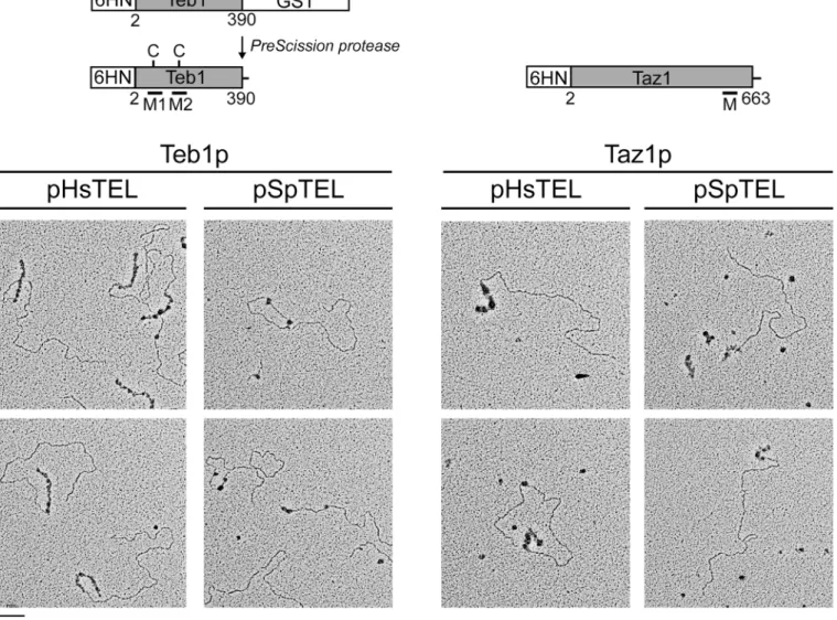 Fig 2. Electron microscopic analysis of the binding of Teb1p and Taz1p to model mammalian and fission yeast telomeres