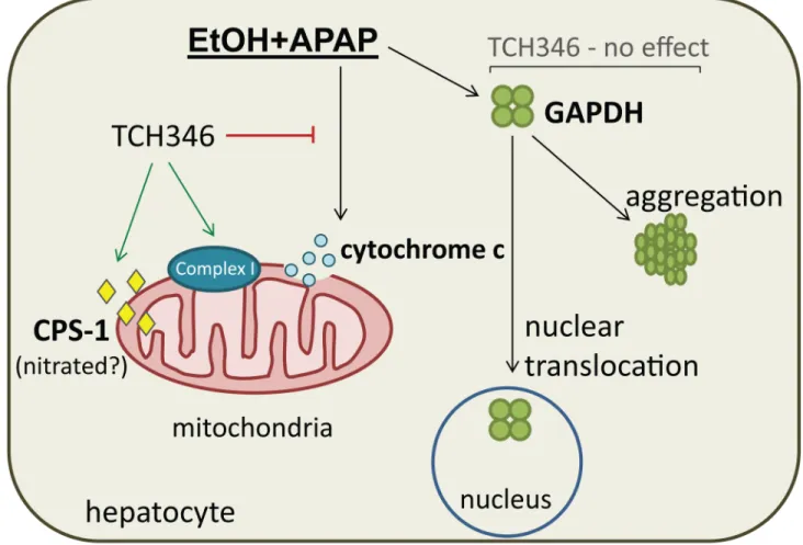 Fig 6. Summary of liver GAPDH changes in response to combined ethanol and APAP exposure and the effects of TCH346 treatment