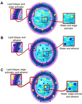 Figure 1 schematic representation of ultradeformable vesicles.Notes: (A) Transfersomes