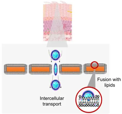 Figure 2 schematic representation of ultradeformable vesicles permeation and penetration through the skin.