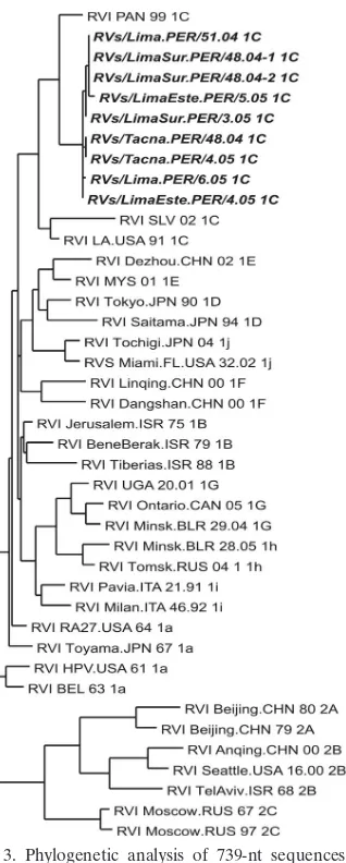 FIG. 3. Phylogenetic analysis of 739-nt sequences from the E1-coding region of wild-type RVs