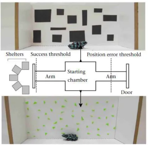 Figure 3.1. Schematic drawing of the two-arm maze [54 cm (L) x 18 cm (W) x 9.5 cm (H)] and photos of  the visual cues on the interior walls of the starting chamber