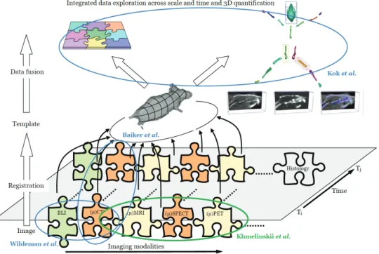 Figure 1.2 Overview of the proposed integrated approach. The data acquired using different imaging  modalities for different time-points is registered to the common reference, which in this case is an  articulated whole-body atlas