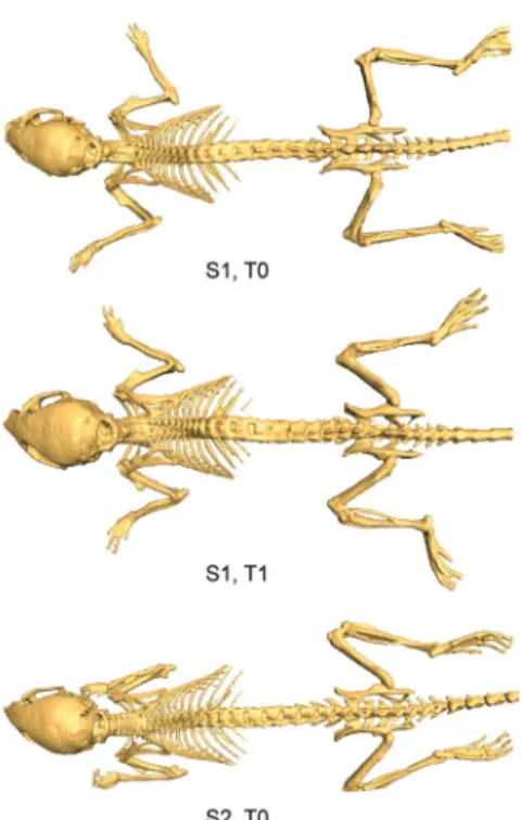 Figure 2.1 Illustration of the postural variability (limbs, head) that occurs in follow-up and cross- cross-sectional molecular imaging studies: top and middle mouse—same subject S1, two time steps T0 and T1; 