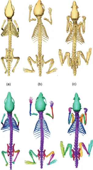 Figure 2.2 Illustration of the three segmented skeletons for each atlas: top row—before partitioning,  bottom row—after partitioning