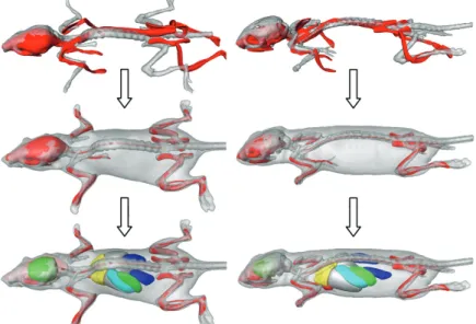 Figure 2.3 Registration results between the atlas (red) and two different subjects (gray) after coarsely  aligning the skeleton (top), after the articulated registration (middle), and after organ approximation  (bottom) 