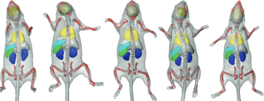 Figure 2.4 Skeleton registration and organ approximation using the same subject, at five different time  points (4 weeks)