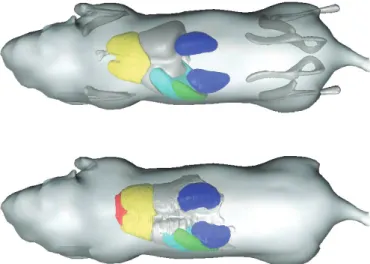 Figure 2.7 Top—Atlas-based bone and organ approximation. Bottom—Manual organ segmentation 