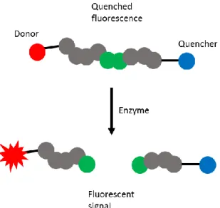 Figure 3. FRET-based protease assay. 166