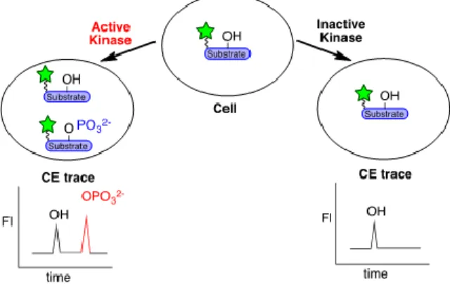 Figure 4. Intracellular phosphorylation assay analyzed by CE-LIF using a fluorescent peptide substrate.