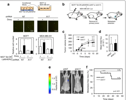 Fig. 5 Effect of ADAM17 knockdown on different non-cell autonomous effects of p95HER2-induced senescent cells.shRNA (NT, non-targeting) or a shRNA targeting ADAM17 were co-injected orthothopically with reporter MDA-MB-231 cells expressing the luciferasegen