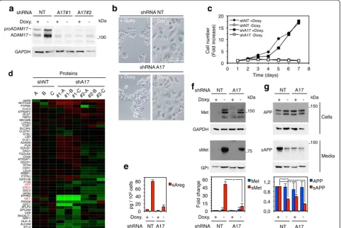 Fig. 3 Contribution of ADAM17 to the p95HER2-induced senescence secretome.associated a MCF7 Tet-Off p95HER2 cells constitutively expressing a controlshRNA (NT, non-targeting) or two independent shRNAs targeting ADAM17 (A17#1 and A17#2) were cultured with o