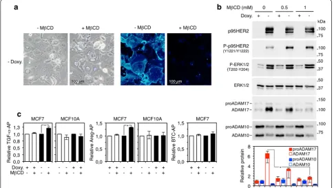 Fig. 4 betacellulin, Doxy doxycycline, MβCD methyl-beta-cyclodextrin, TGFCD for 2 additionala) were treated withright panelStudentor BTC (media and cell lysates