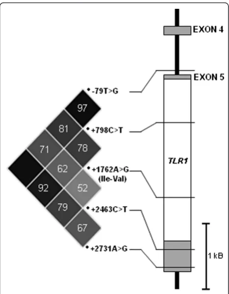 Figure 2 Linkage disequilibrium (LD) plot for five extensivelyshown, where no value is indicated rscale gradient; where black - very high LD (rvery low LD (< 0.1)