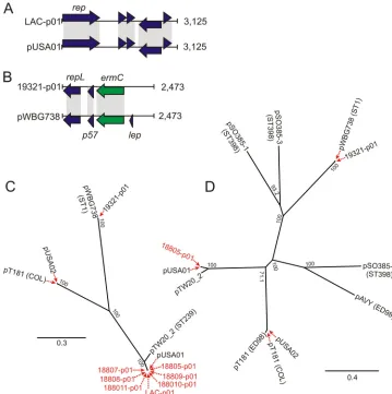 FIG. 1. Phylogenetic analyses of 3-kb plasmids from USA300 isolates. (A) Comparison of open reading frames in LAC-p01 and pUSA01(an FPR3757 plasmid)