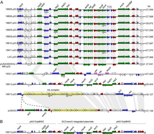 FIG. 2. Gene contents of USA300 plasmids. (A) Comparison of ORFs carried by the large (�common DNA elements are connected by light-gray shading