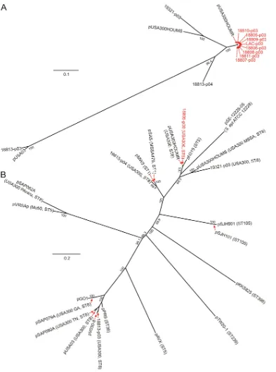 FIG. 3. Phylogenetic analyses of large plasmids from USA300 isolates. (A) Neighbor-joining phylogenetic trees of large plasmids from USA300isolates were generated as described in Materials and Methods