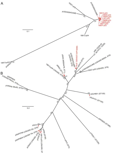FIG. 3. Phylogenetic analyses of large plasmids from USA300 isolates. (A) Neighbor-joining phylogenetic trees of large plasmids from USA300isolates were generated as described in Materials and Methods