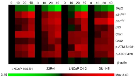 Figure 9: Expression pattern of cell cycle regulation and DNA damage checkpoint proteins in CRPC cells being treated with CAPE