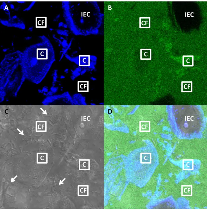 Fig 1. Representative confocal image of FITC-labeled human intravenous immunoglobulin (IVIG) in pH-neutralized human CVM.