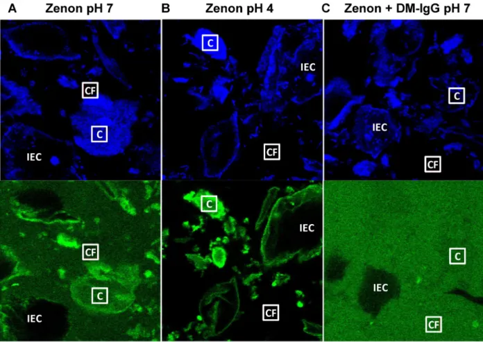 Fig 3. Representative blue and green channel confocal images of Zenon in human CVM. (A) Zenon added directly to pH- pH-neutralized CVM ( “Zenon pH 7”), (B) Zenon added directly to native, acidic CVM (“Zenon pH 4”), and (C) DM-IgG pre-mixed with Zenon in pH
