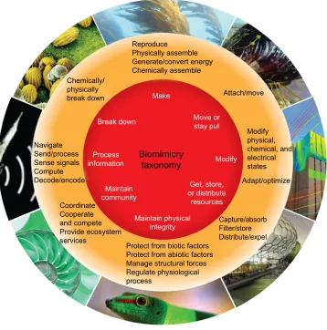 Figure 2 Biomimicry taxonomy categorizing the research interests of biomimetics.Note: Republished with permission of Springer Science and Business Media, from Biologically Inspired Design: Computational Methods and Tools, Goel AK, McAdams DA, Stone RB, editors, © Springer-verlag London 2014; permission conveyed through Copyright Clearance Center, Inc.11