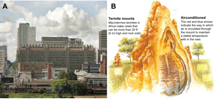 Figure 5 The Eastgate building in Harare, Zimbabwe, adapting the design of nests of termites.Notes: Constructed building based on the design of termites’ nest (A) and internal structure and air flow of termite nest (B)