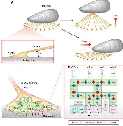 Figure 6 (Continued) 