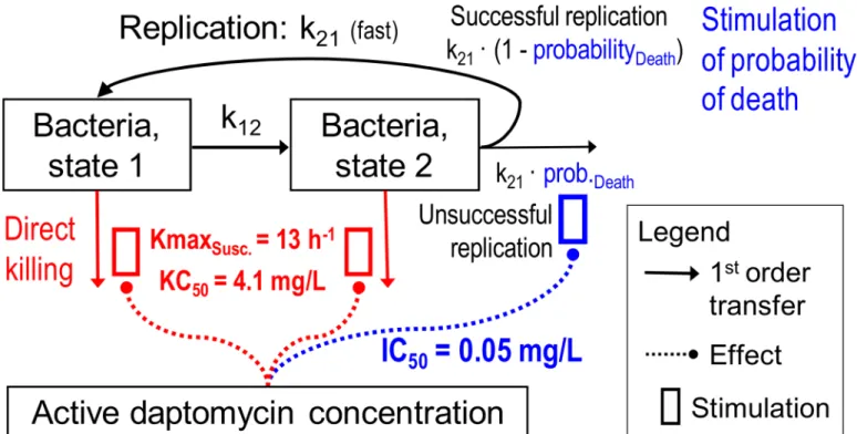 Fig 1. Structural mathematical model for bacterial growth and killing by daptomycin showing both states of the susceptible population (intermediate and ‘resistant’ population not shown).