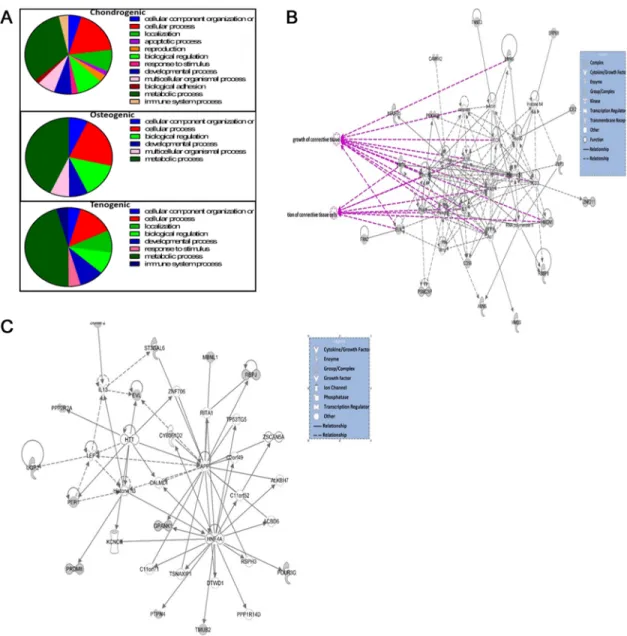 Fig 4. Bioinformatics analysis of AS in engineered tissues. A. Pie charts depicting biological process gene ontology of DE genes in ageing using PANTHER