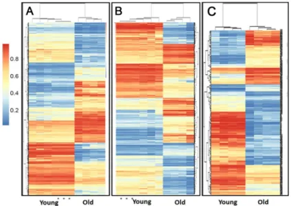 Fig 5. Heatmap showing the unsupervised clustering of the DMLs between the young (n = 4) and old (n = 4) chondrogenic (A), osteogenic (B) and tenogenic (B) engineered tissues