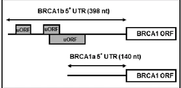 Figure 1: Structures of BRCA1 mRNAa and mRNAb. The Figure depicts the difference in the 5’UTRs of BRCA1 mRNAa and mRNAb, highlighting the upstream ORFs in BRCA1 mRNAb.