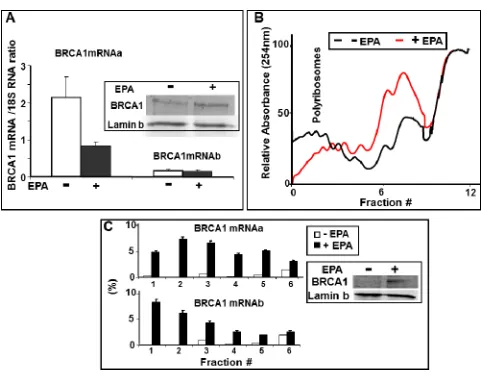Figure 3: EPA translationally upregulates BRCA1 expression. (A) Total RNA was isolated from DMSO- or 150 μM EPA-treated MCF-7 cells, and analyzed by Real Time-PCR using BRCA1 mRNAa and mRNAb specific primers