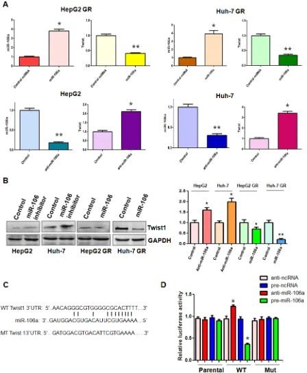 Figure 3: miR-106a regulates Twist1 expression. (A) Top panel: Real-time RT-PCR assay was performed to detect the mRNA level of Twist1 in HCC GR cells treated with miR-106a mimics