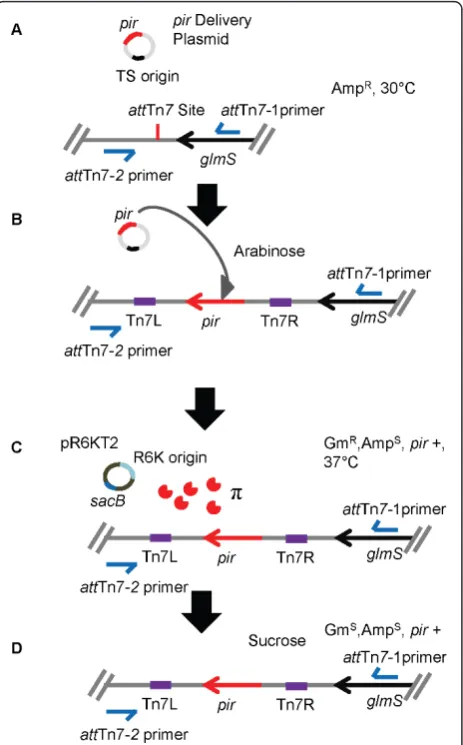 Figure 2 Overview of steps involved in chromosomal mini-Tnof arabinose to induce the genes encoding the Tntransposition pathway.conjugation
