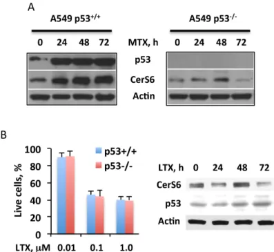Fig 5. Targeting of CerS6 by MTX is p53-dependent. (A) MTX (10 nM) treatment strongly elevates CerS6 in p53 +/+ but not p53 -/- cells