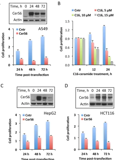 Fig 2. The effect of CerS6 transient expression on cancer cell lines highly sensitive to MTX