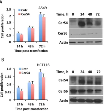 Fig 4. The effect of CerS 4 transient expression on cancer cell lines highly sensitive to MTX