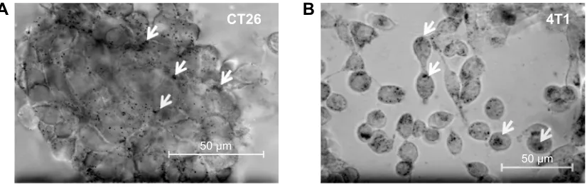 Figure 7 Uptake of antibody-coated gold nanoparticles by clustered mouse carcinoma cells.Notes: cmhsp70.1 antibody-coated gold nanoparticles (au-hsp70) can be visualized in mouse carcinoma cells lines after incubation at 37°c for 16 hours
