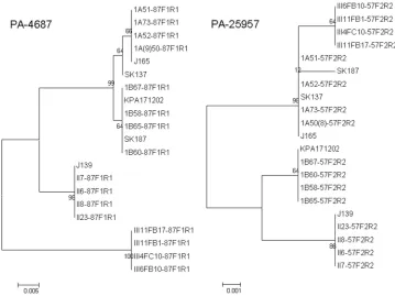FIG. 1. Neighbor-joining trees comparing the taxonomic relationships of representatives of P