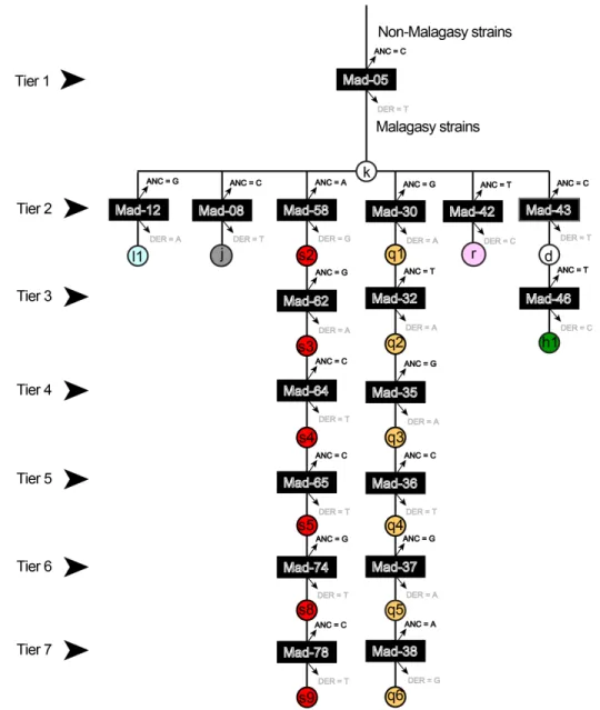 Fig 2. Flow chart providing the hierarchical organization of 18 SNP-genotyping assays