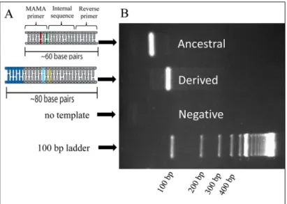 Fig 3. Size differences in allele-specific PCR products. A) Schematic of PCR amplicons originating from ancestral and derived genomic templates