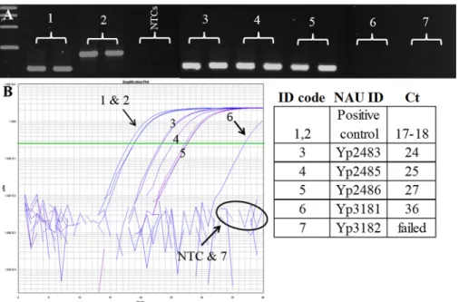 Fig 4. Agarose-MAMA is capable of genotyping Y. pestis directly from complex clinical samples if pathogen targets are at sufficient levels