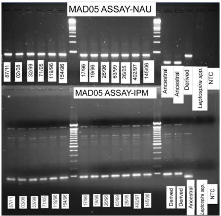 Fig 5. Mad-05 MAMA tool showed congruent genotyping results when generated across two research institutes using identical DNA samples