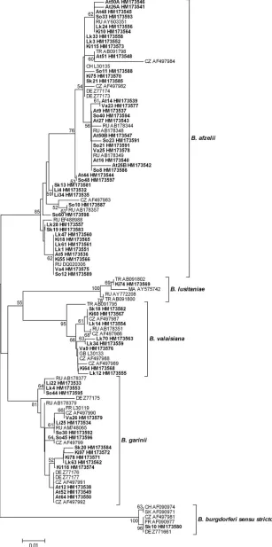 FIG. 2. Phylogenetic tree based on the 5S-23S rRNA intergenic spacer region of different Borreliausing Kimura 2-parameter and pairwise deletion with a bootstrap value of 500 replicates