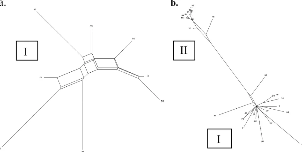 FIG. 2. Splits decomposition analysis illustrating the population structure within C. diphtheriae
