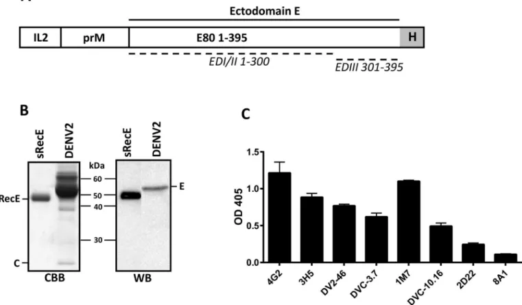 Fig 1. Expression and characterization of sRecE. A) Schematic representation of the sRecE expression construct